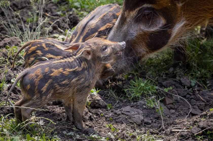 Rodzinka świnek rzecznych w chorzowskim zoo powiększyła się o 8 maluchów