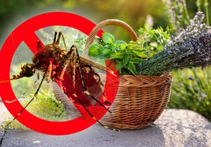 Mnoge biljke poput bosiljka, ruzmarina, lavande i nane služe kao prirodna zaštita od komaraca