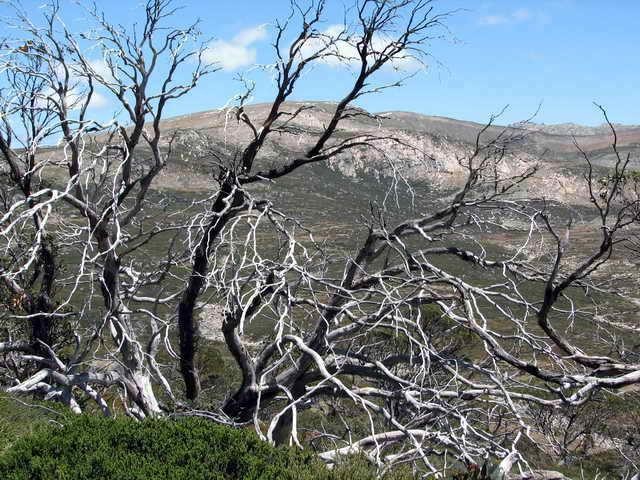 Galeria Australia - Kosciuszko National Park, obrazek 15