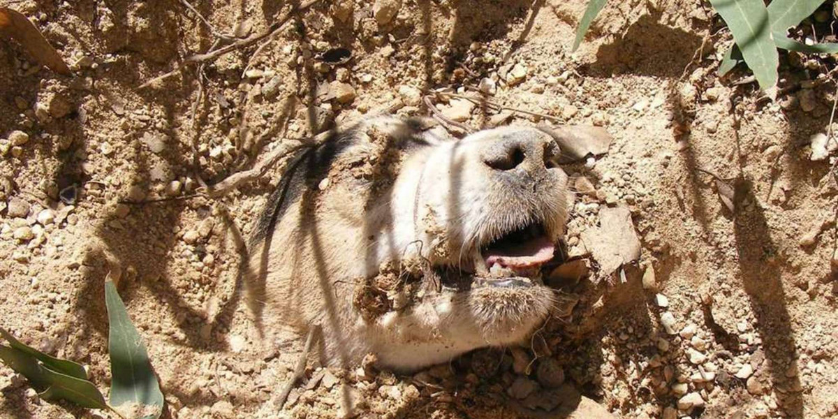 Zakopali żywcem psa