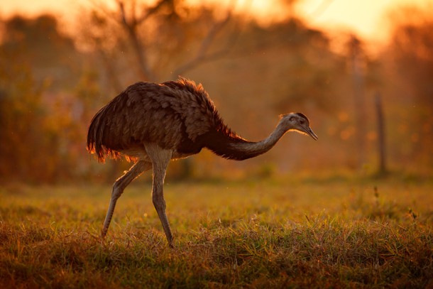 Wildlife Encounters From the Safety of Your Couch 