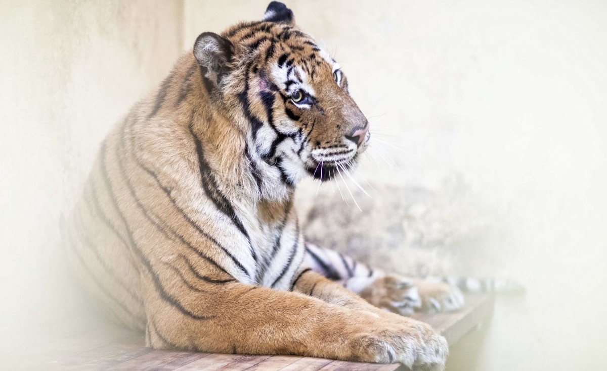 Samiec Kan w poznańskim Nowym Zoo
