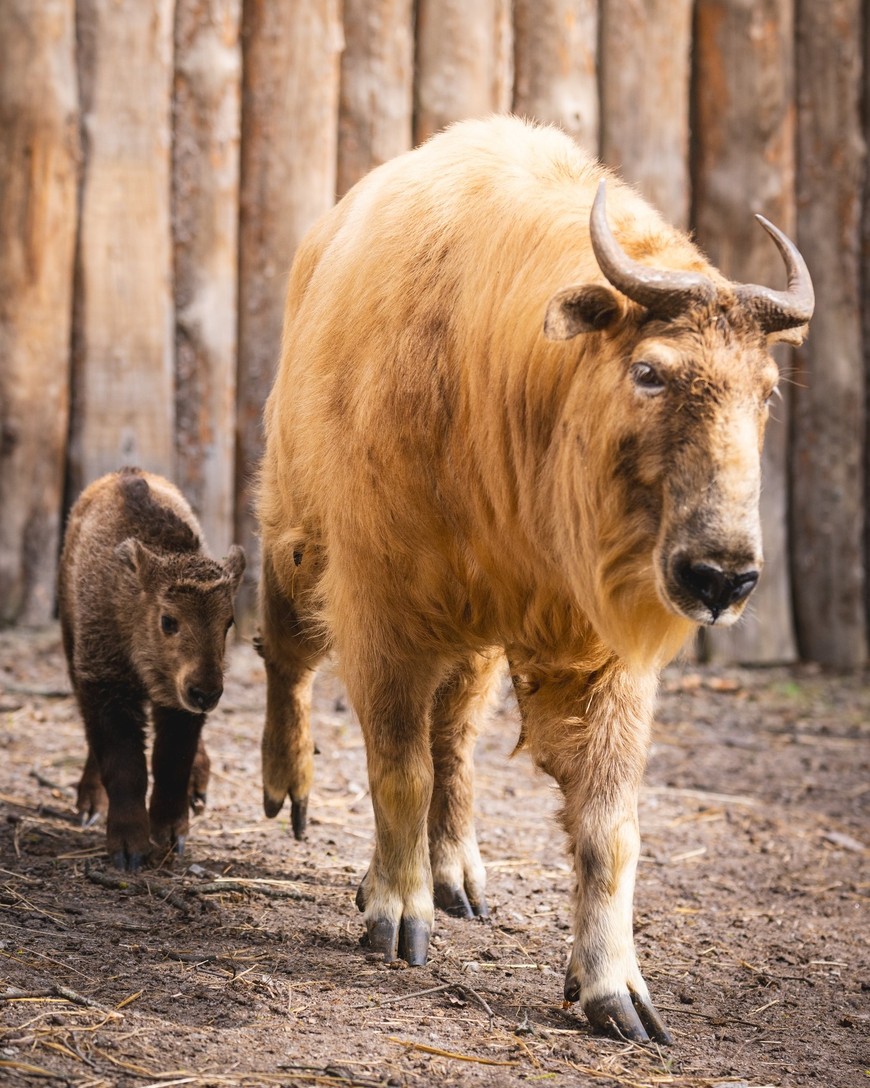 Takin złoty żyje do 18 lat