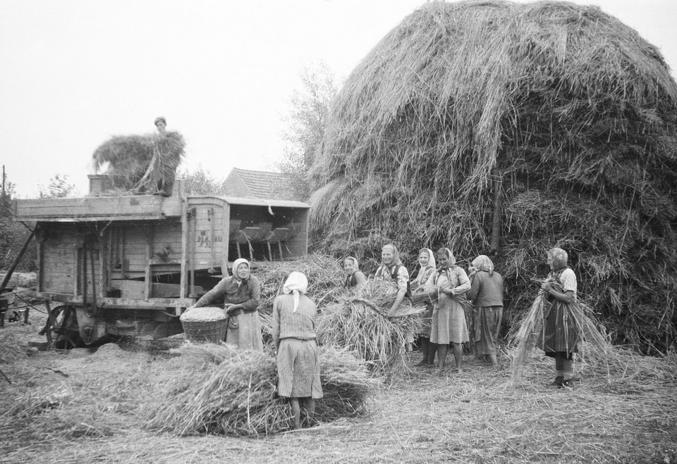 Młócka u Czyżowiczów - w tle omłot, Brzózka, Dolny Śląsk, 1957 