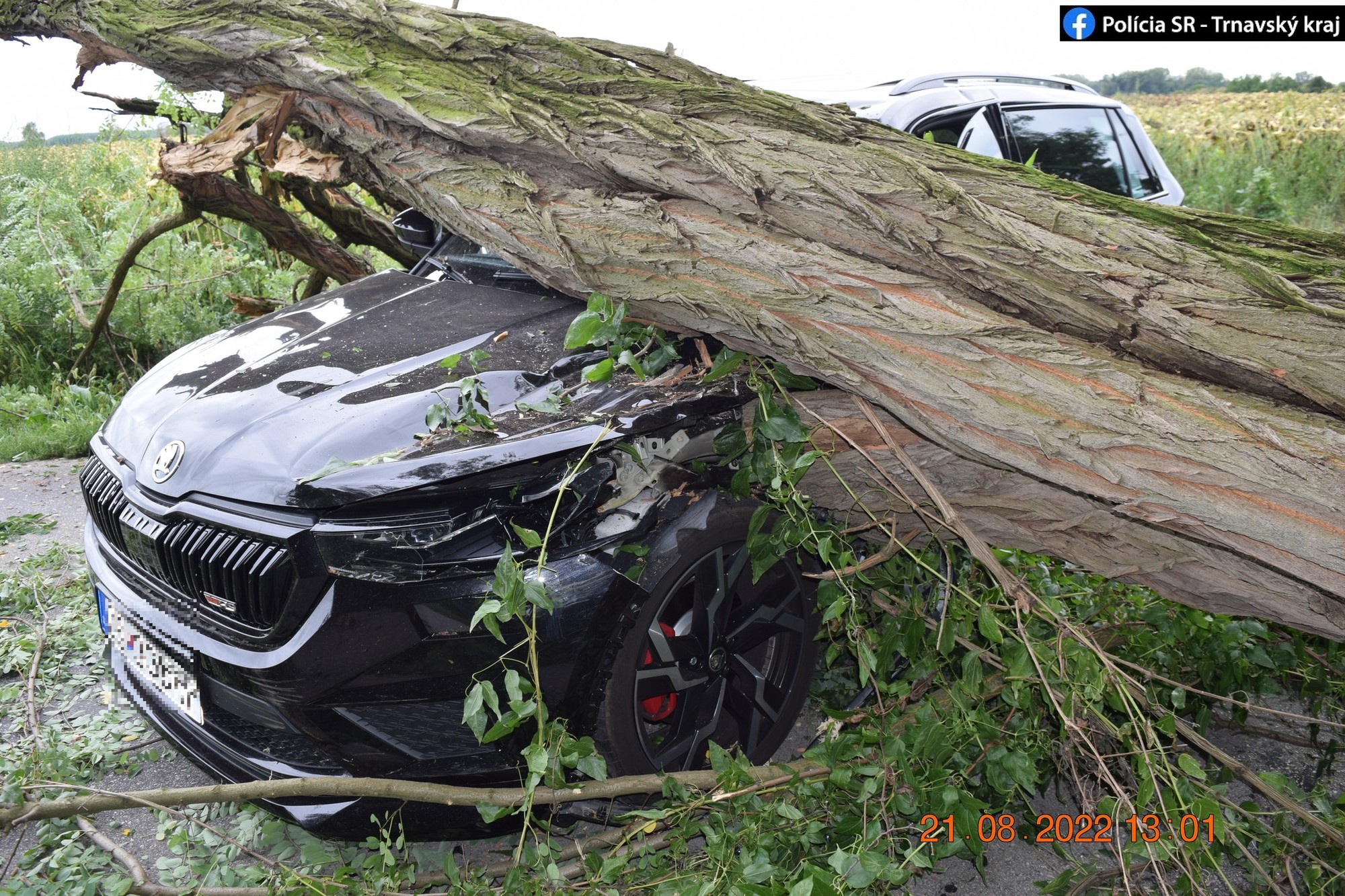 Na auto spadol strom. 
