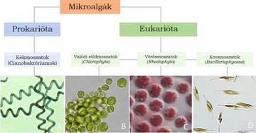 A mikroalgák fajtái: törzs és a sejtszerkezet szerint: (A) Arthrospira platensis, (B) Chlorella vulgaris, (C) Porphyridium purpureum és (D) Phaeodactylum tricornutum (Forrás: G. Figueiroa-Torres, E. Bermejo-Padilla, J. Pittman, C. Theodoropoulos. Microalgae strain catalog: a strain selection guide for microalgae users: cultivation and chemical characteristics for high added-value products.Manchester, 3 (2021), pp. 1-163, 10.5281/zenodo.5034149)