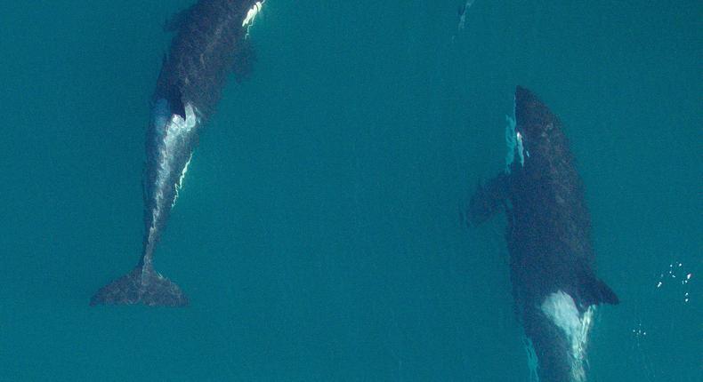 Yes, Killer Whales Benefit From Grandmotherly Love Too