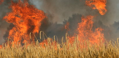 Płonie kilkadziesiąt hektarów łąk