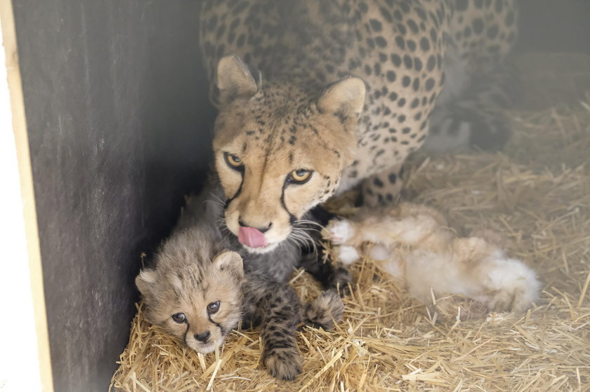 Śląski Ogród Zoologiczny. Narodziny gepardów