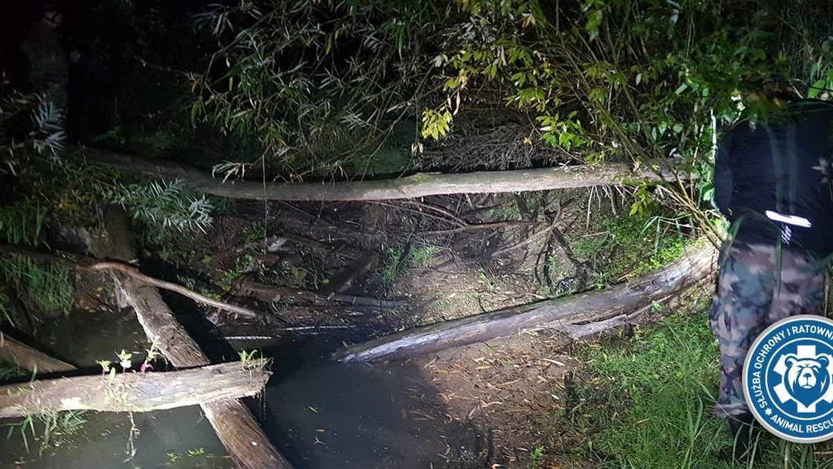 Policja przesłuchała fotografa z Warszawy, który nad Wisłą koło Wilanowa robił sesje z egzotycznym wężem. Okazało się, że to inny okaz niż ten, który jest poszukiwany. Policja potwierdziła, że fotograf swojego gada nie zgubił.