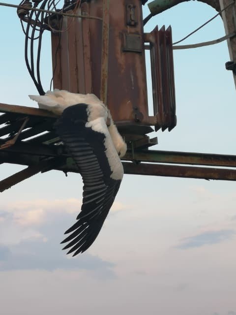 Ekolodzy alarmują: przez stare słupy energetyczne masowo giną bociany