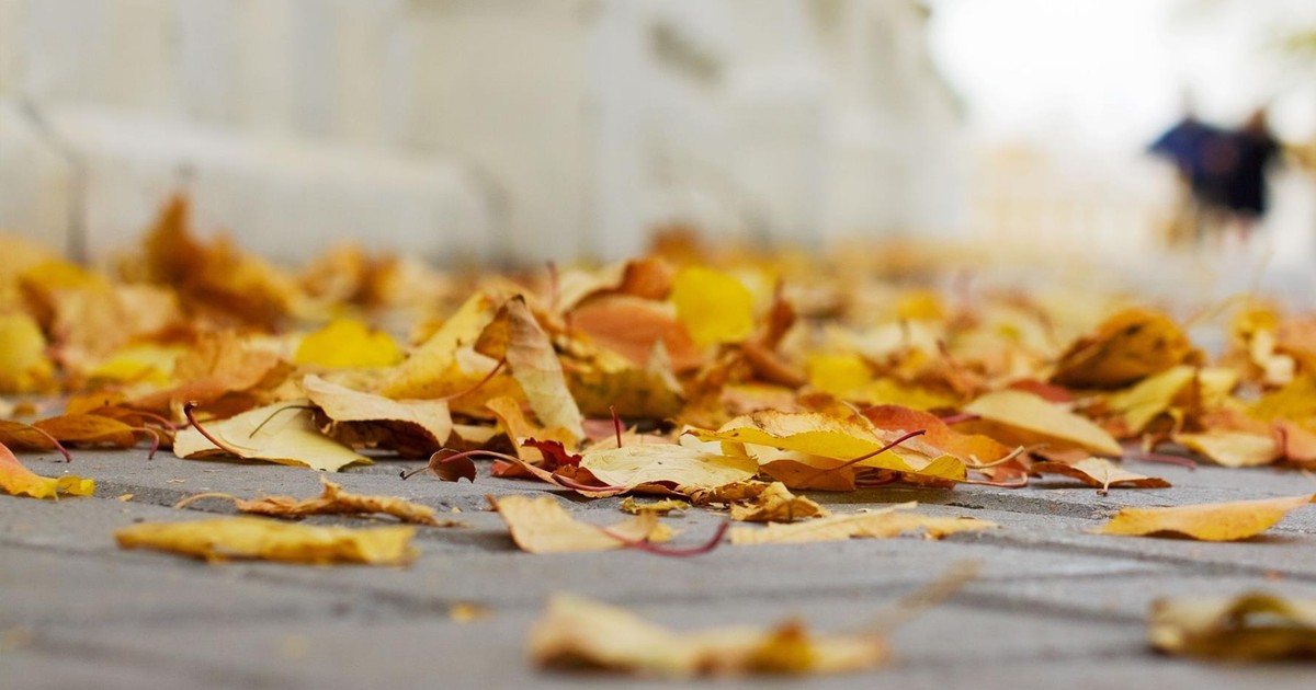 Robisz tak na działce ROD? Uważaj, bo za jesienne sprzątanie możesz dostać srogi mandat