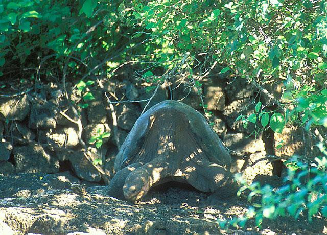 Galeria Ekwador - Wyspy Galapagos, obrazek 14