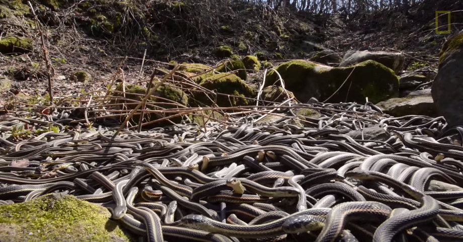 In the huge heap of snakes, it can be tough for the males to recognize the females, even though they're longer and wider.
