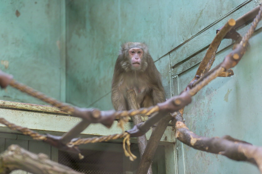 Fatalny stan ogrodów zoologicznych w Poznaniu