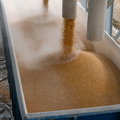 Sprowadzili tysiące ton zbóż technicznych z Ukrainy i zmienili w żywność. Jest kara
