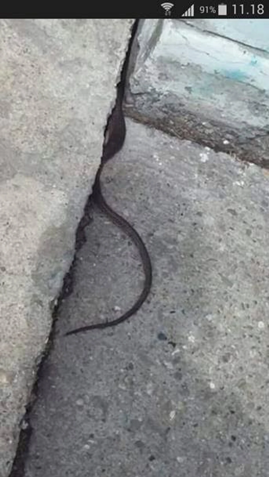 Zmija u OŠ "Pavle Savić" u Mirijevu