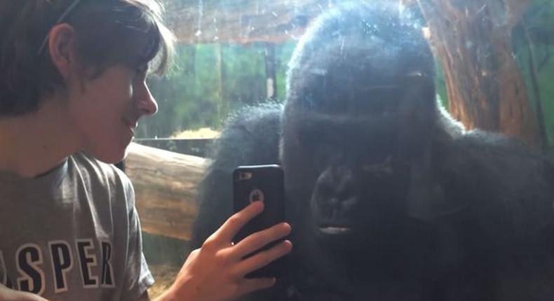 The incredible footage shows a boy scrolling through his phone's photo album as the gorilla watches intently. 