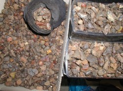 Kłusownicy rozkopują Mierzeję Wiślaną. Zarabiają kokosy