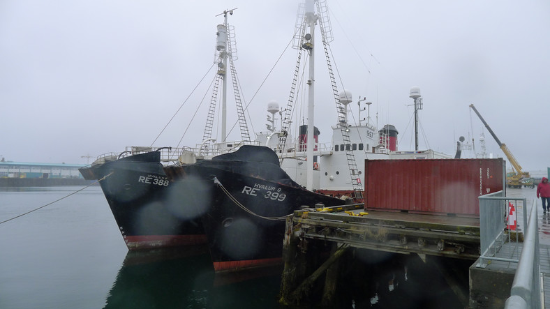 Reykjavik Stary Port Hvalur znaczy wieloryb