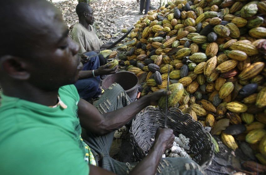 Više od 100.000 dece umešano je u najgore oblike eksploatacije na plantažama kakaovca u Obali Slonovače