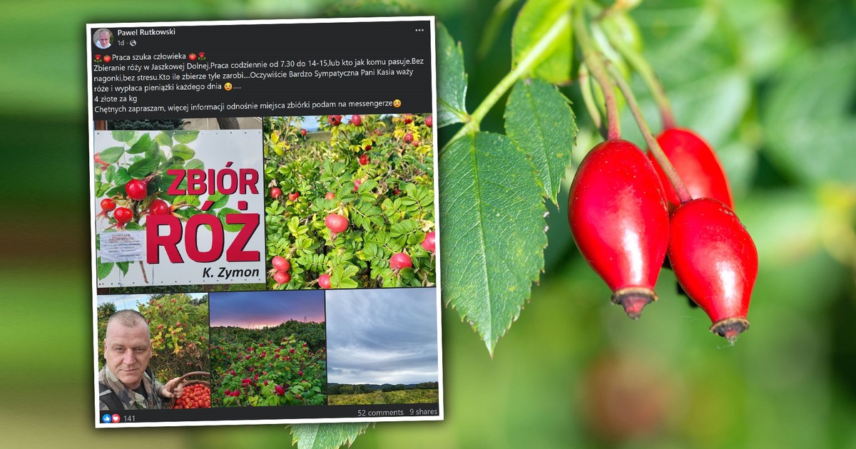 Owoce wielkie jak pomidory i aż tyle za kilogram zbiorów! "Jestem zainteresowana od zaraz"