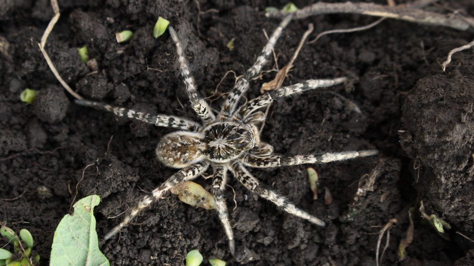 Tarantula ukraińska - Aleshchenko/stock.adobe.com