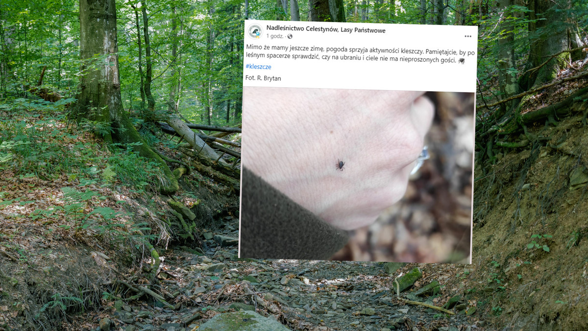 "Nieproszeni goście" w polskich lasach. W tym roku pojawili się wcześniej