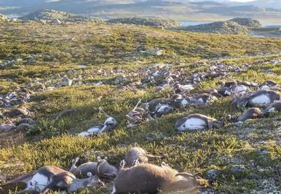 Ponad 300 martwych reniferów w Norwegii. W stado uderzył piorun?
