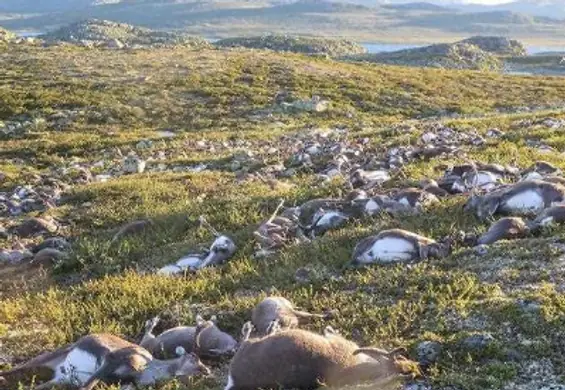 Ponad 300 martwych reniferów w Norwegii. W stado uderzył piorun?