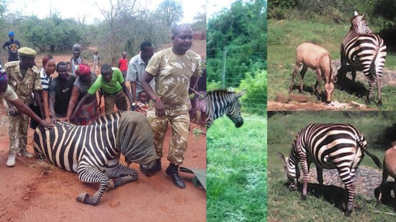 Zebra gives birth to Zonkey after mating with a donkey (photos)