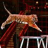 Ilustracija: tigar u cirkusu