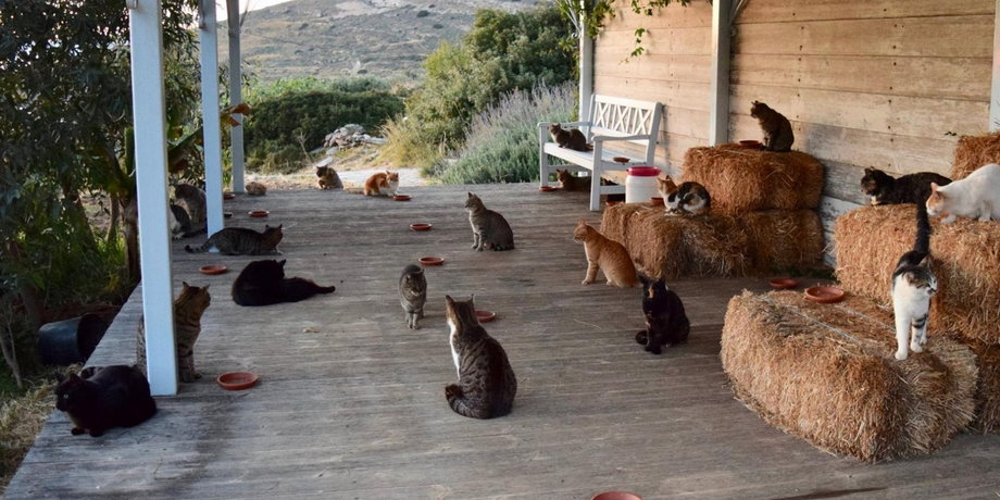 Kocie schronisko w Grecji poszukuje pracownika. Jego zadaniem będzie opieka nad 55 kotami