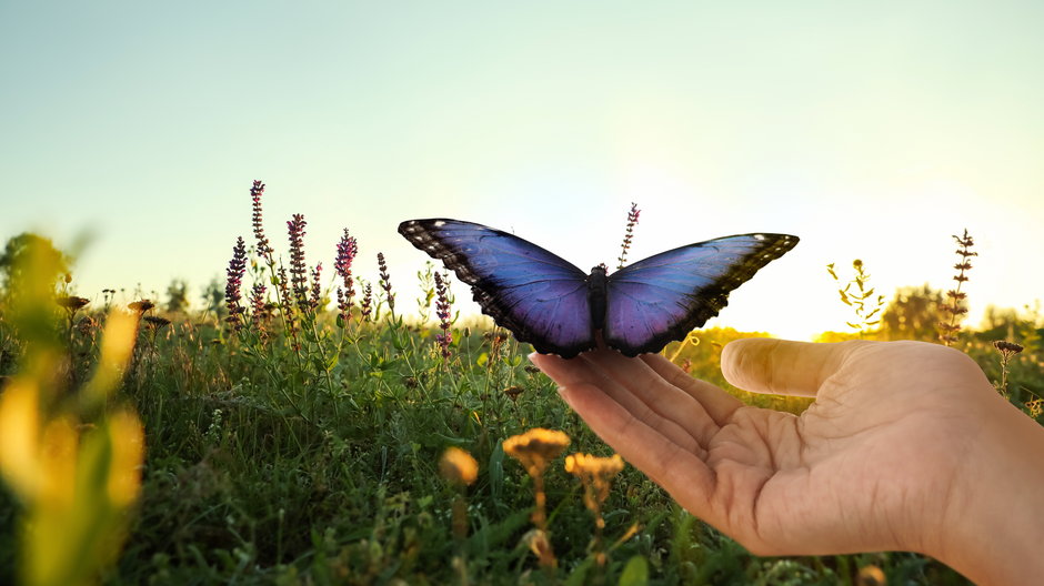 Motyl może zwiastować nadejście nowej fazy w życiu