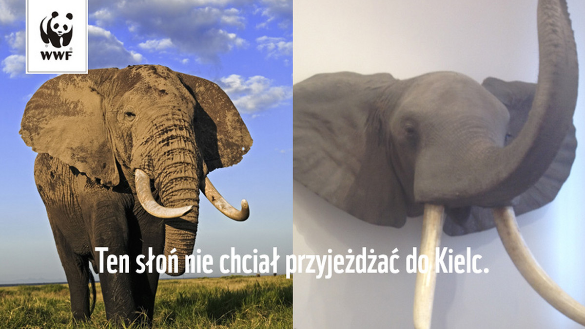 Fundacje WWF Polska i Viva! Polska w liście otwartym apelują do Ministra Kultury i Dziedzictwa Narodowego o interwencję w sprawie wystawy "Zwierzęta i kontynenty". W zeszłym tygodniu przeciwko wystawie protestowali obrońcy praw zwierząt. Według nich ekspozycja zachęca do zabijania rzadkich gatunków zwierząt.