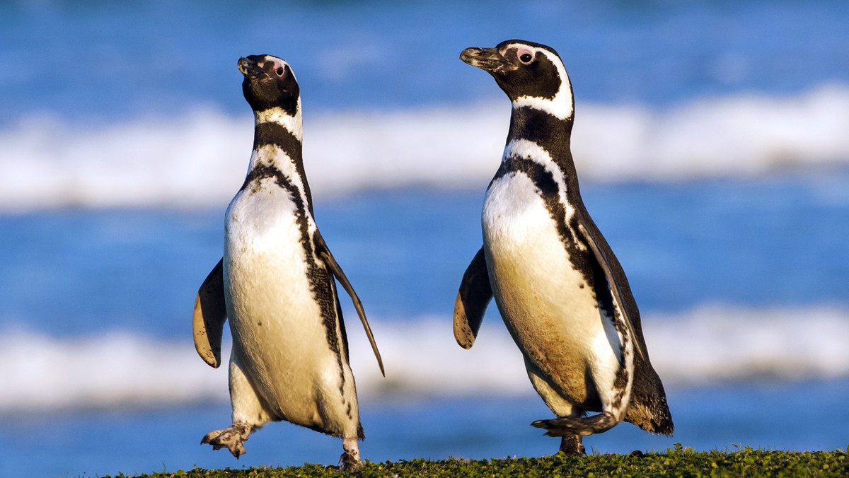 Podczas tegorocznego ECCO Walkathonu, który odbędzie się 14 września na warszawskiej Agrykoli, najmłodsi uczestnicy spaceru przekażą swoje "wychodzone" kilometry na rozbudowę zimowego domku dla stada pingwinów tońców mieszkających w warszawskim Ogrodzie Zoologicznym. Zabawne ptaki są jedynym ciepłolubnym gatunkiem pingwinów. Ich naturalnym środowiskiem są skaliste wybrzeża południowej Afryki, dlatego nasze zimy są dla nich zbyt ostre.