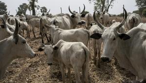 The defendant is accused of dishonestly receiving two stolen cattle [Guardian]