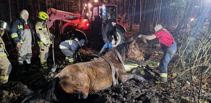 Cztery godziny wyciągali konie z bagna