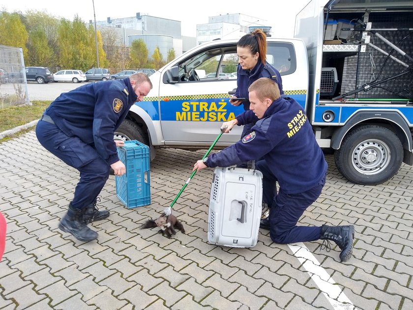 Strażnicy miejscy ratowali kunę 