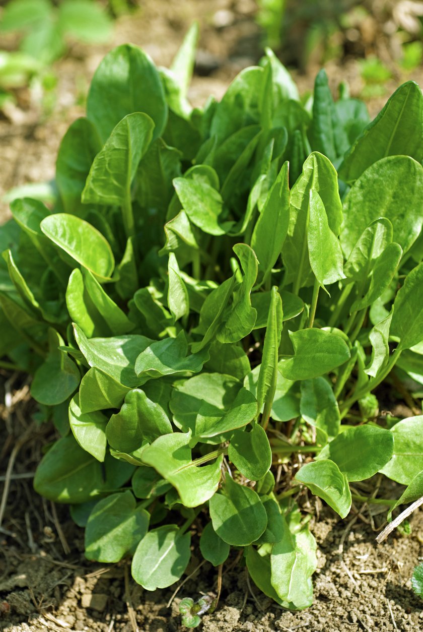 Szczaw zwyczajny (Rumex acetosa)