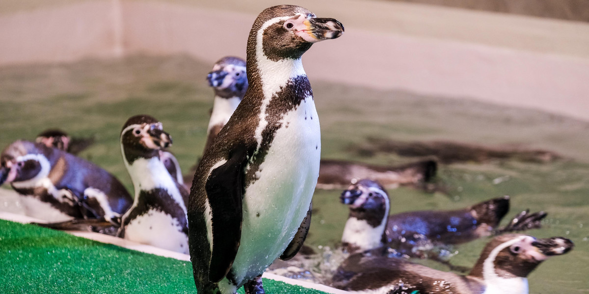 Chorzów. Śląski Ogród Zoologiczny po 43 latach ma pingwiny 