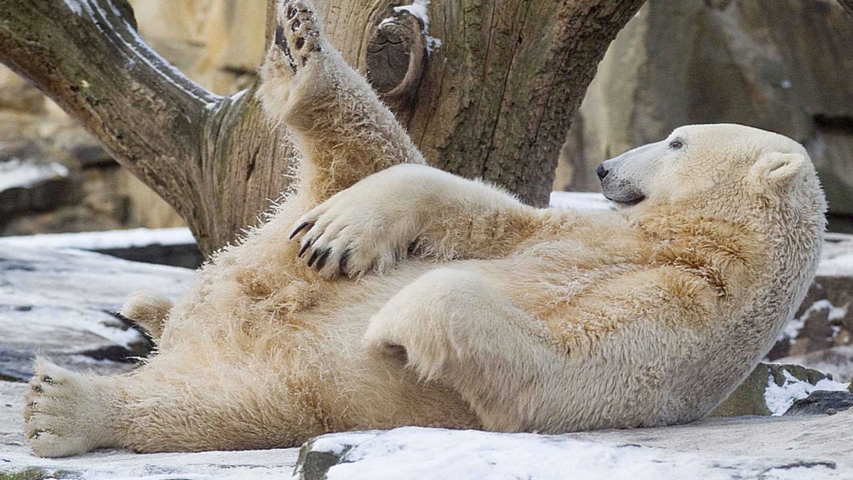 W zoo w Berlinie odsłonięty został w środę pomnik niedźwiedzia polarnego Knuta, który za życia był atrakcją ogrodu i ulubieńcem mediów, nie tylko niemieckich. W uroczystości wzięło udział ponad 300 osób.
