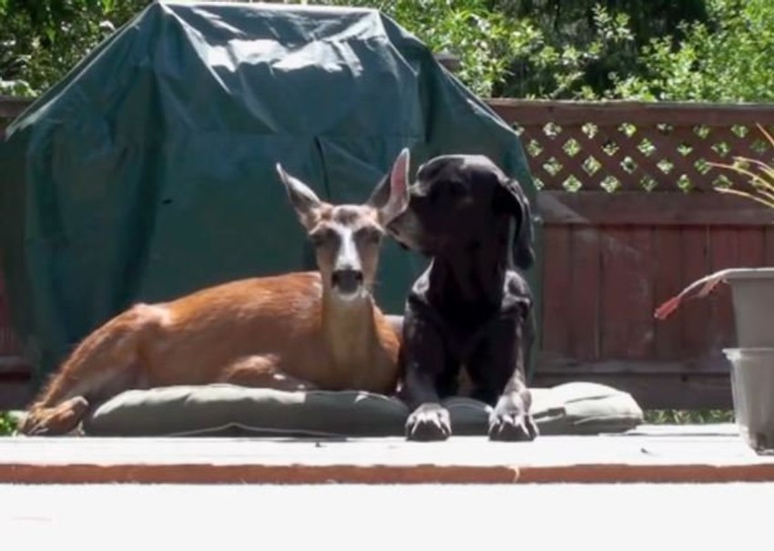 Najbolji prijatelji jelen i doga