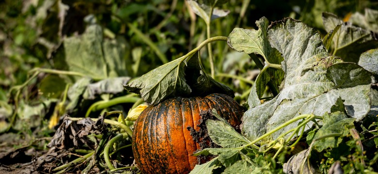 Dynia większa od auta. Właściciel zgarnął 21 tys. dolarów i tytuł mistrza świata