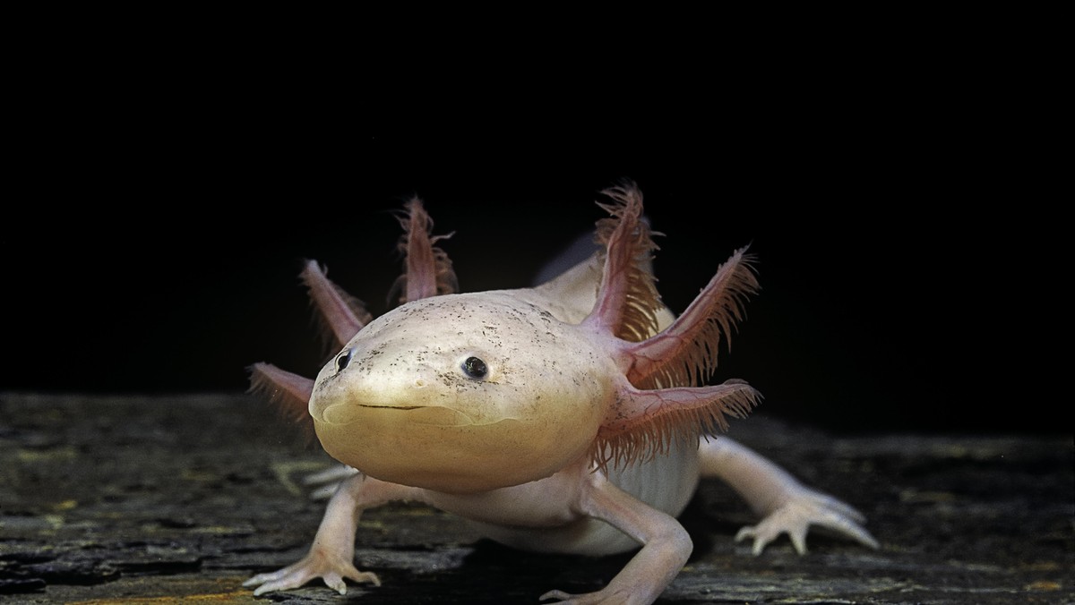 Ambystoma mexicanum f. leucistic (axolotl)