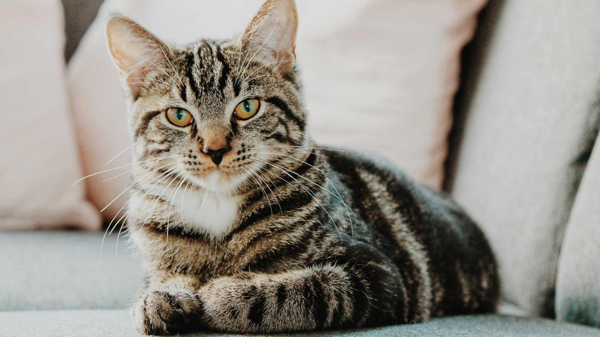 Hovorí sa, že mačka má vlastnú hlavu a človeka len toleruje.
