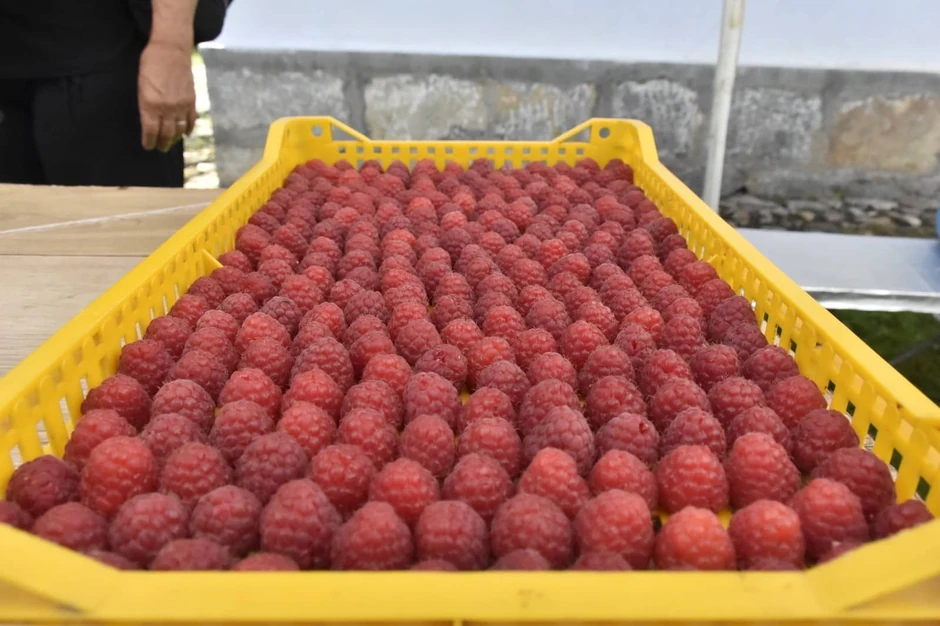 Otkupna cena maline u valjevskom kraju ustalila se na 600 dinara za konvencionalnu i 730 dinara kilogram za organsku malinu