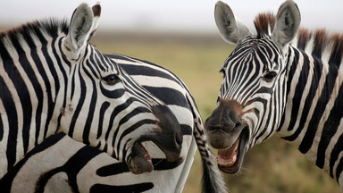 Austriak dostał zgodę Trybunału Konstytucyjnego na używanie nazwiska Zebra