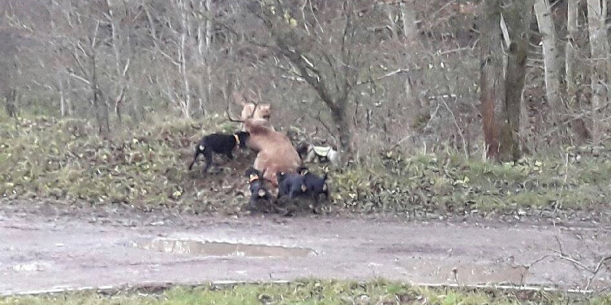 Myśliwskie psy żywcem zagryzły jelenia w podpoznańskich Złotnikach.