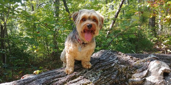 Yorkipoo